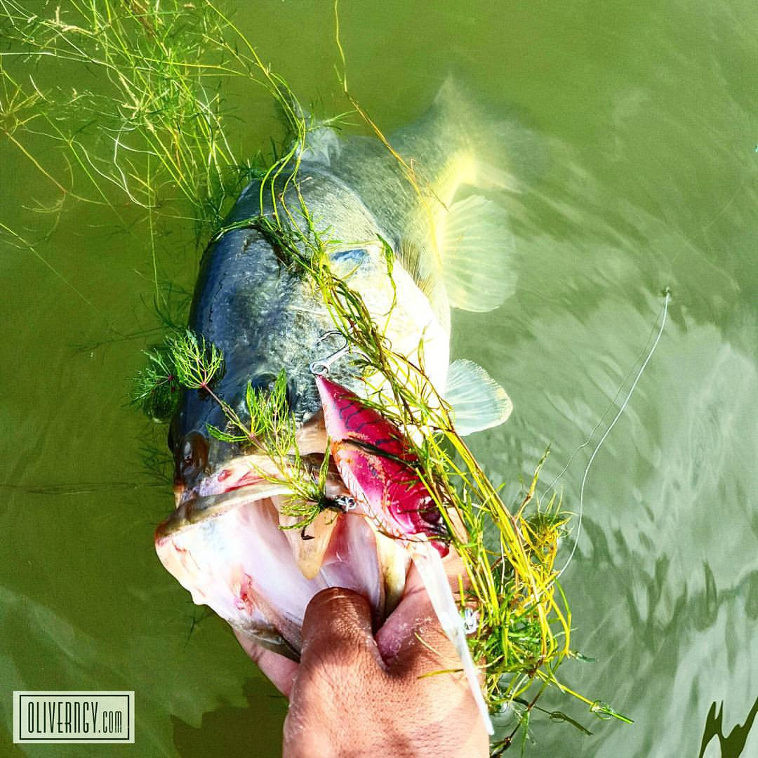 How to Fish the Megabass Deep 6 Crankbait in Grass Big Bass Dreams style