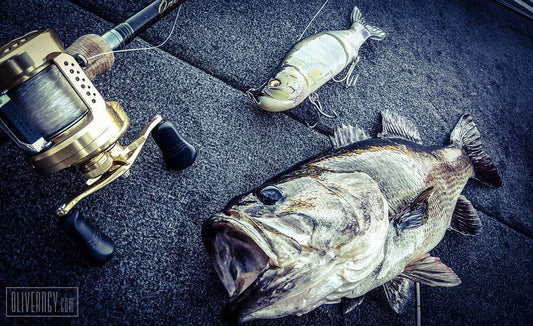 Bass Fishing with the Megabass Islide 262T Swimbait