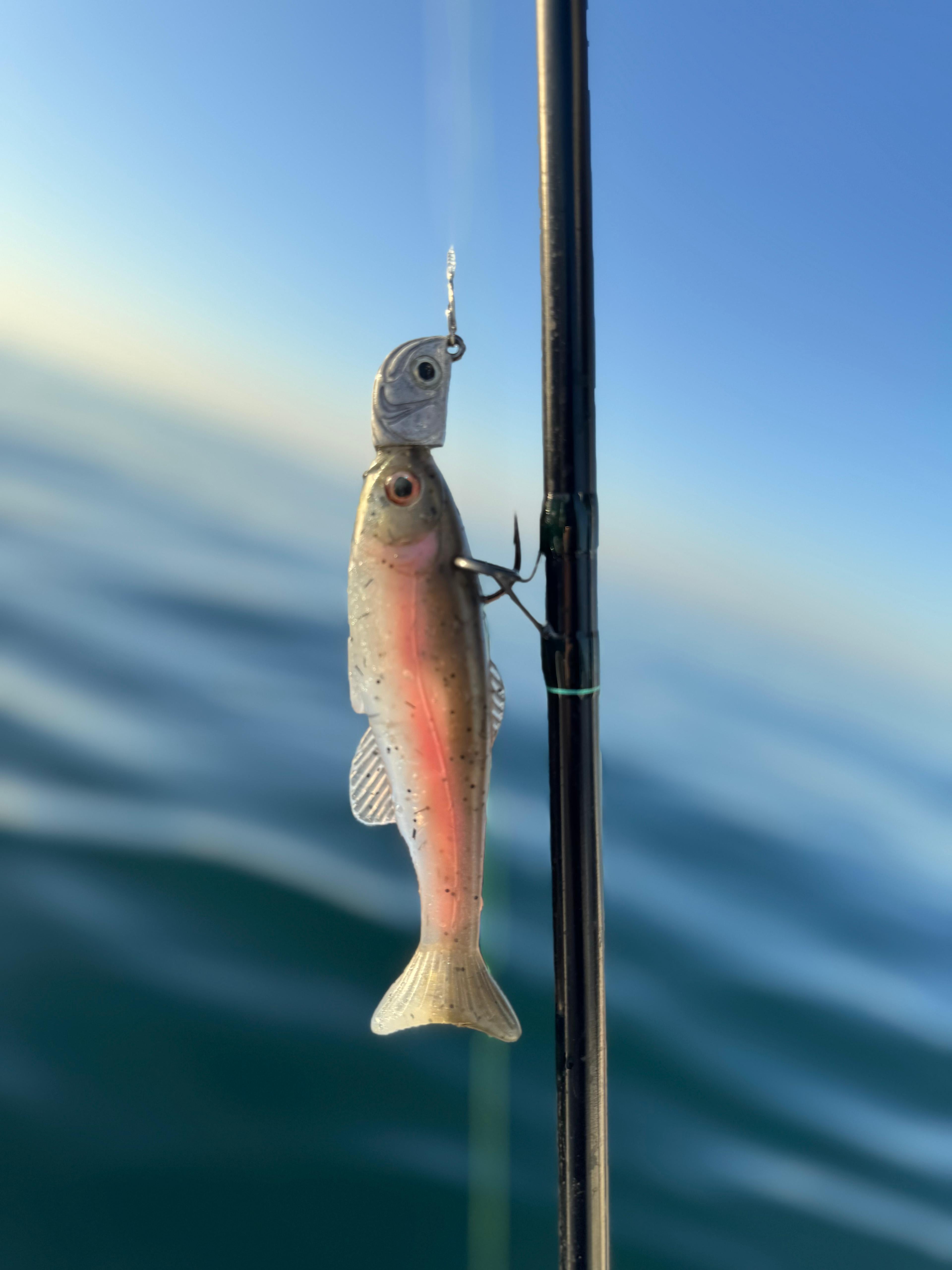 West Coast Baits Roma Trout x BigBassDreams Dark Trout