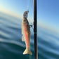 West Coast Baits Roma Trout x BigBassDreams Dark Trout Collaboration